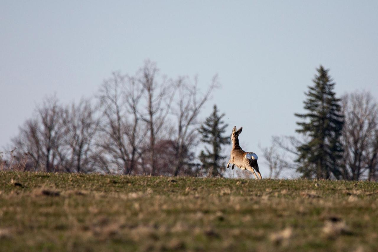 Widogruszka- Klimatyczny dom z kominkiem w Górach Grudza Exterior foto